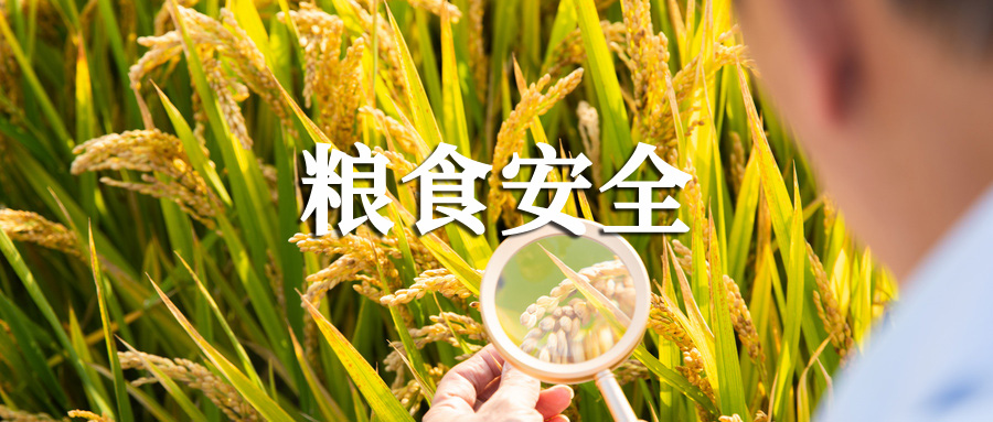 粮食安全.jpg